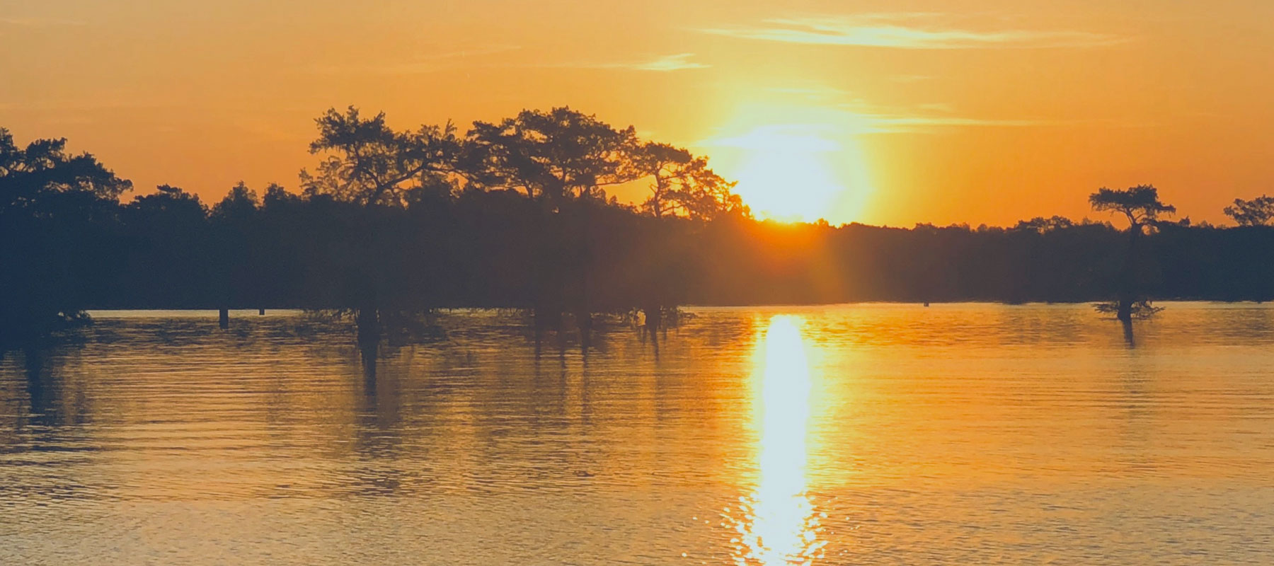 Wellington Dental | Logo